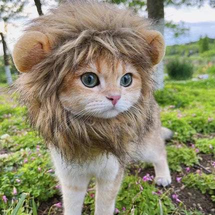 Cat wearing lion mane costume - USA CALI funny pet Halloween outfit