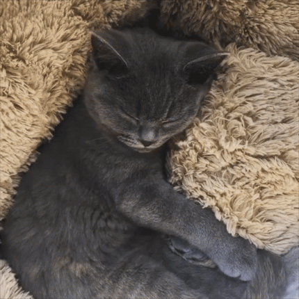 Cat bed lifestyle animation showing happy cat resting in plush cozy pet bed