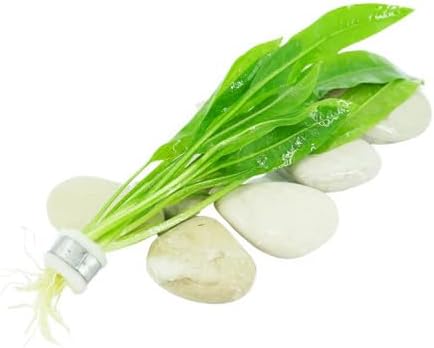 Live Aquarium Plants Bundle - 6 Freshwater Plants for Fish Tanks