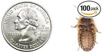 100 Live Medium Dubia Roaches in Cup