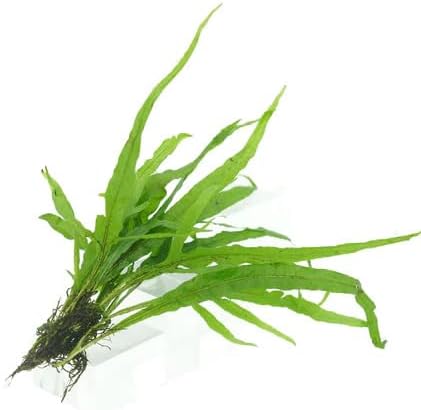 Live Aquarium Plants Bundle - 6 Freshwater Plants for Fish Tanks