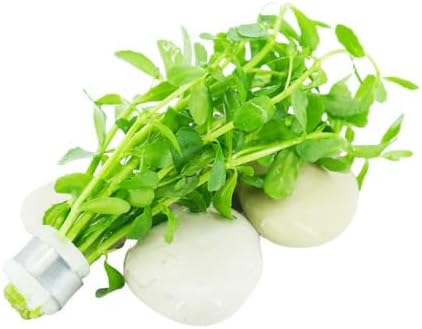 Live Aquarium Plants Bundle - 6 Freshwater Plants for Fish Tanks