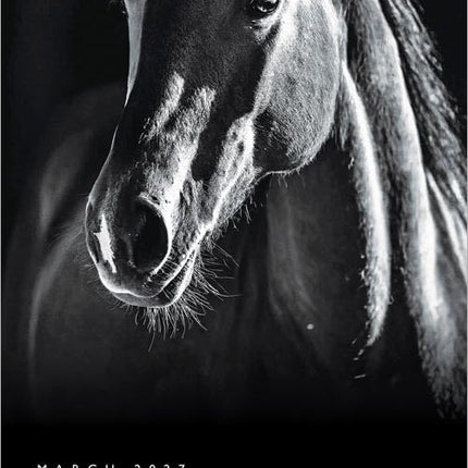 GlowEssence EsenciaLuz The BrownTrout Portrait Series: The Noble Horse — Beauty & Self-Care