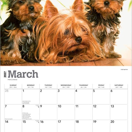 GlowEssence EsenciaLuz For the Love of Yorkshire Terriers — Beauty & Self-Care