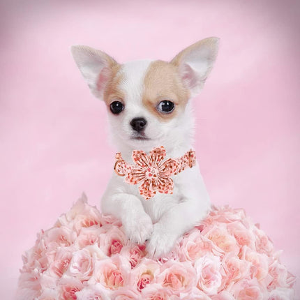 Elegant Little Tail Valentine's Heart Dog Collar for X-Small Puppies