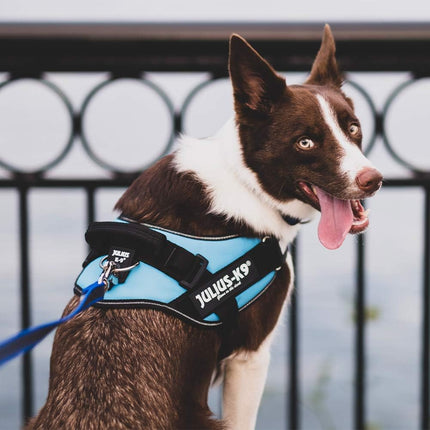 IDC Power Dog Harness, Size 1, Black