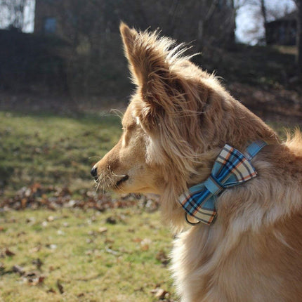 Boy Dog Collar with Blue Plaid Bowtie, Small
