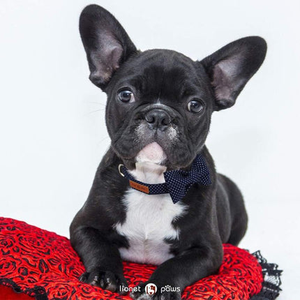 Boy Dog Collar with Navy Blue Bow Tie, Small