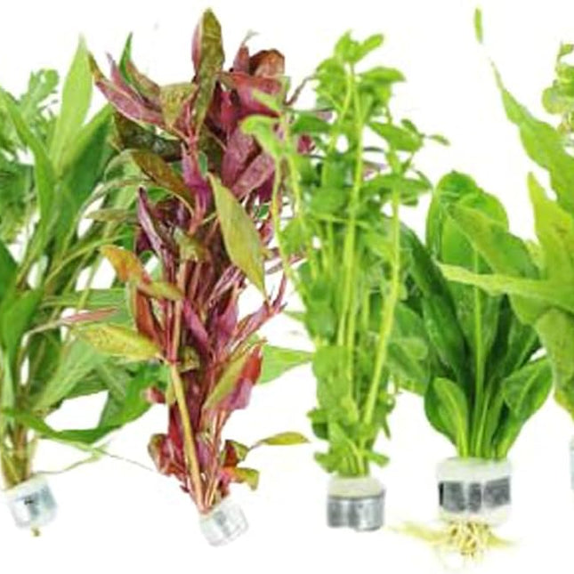 Live Aquarium Plants Bundle - 6 Freshwater Plants for Fish Tanks