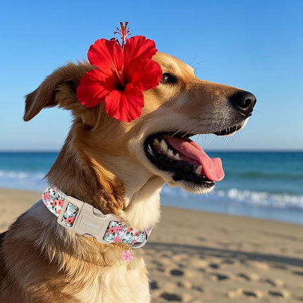 Flower Cotton Dog Collar for Small, Medium, and Large Dogs