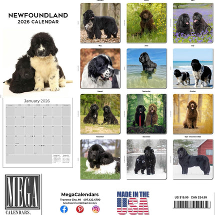 Newfoundland Calendar 2027 - 16 Month Dog Wall Calendar