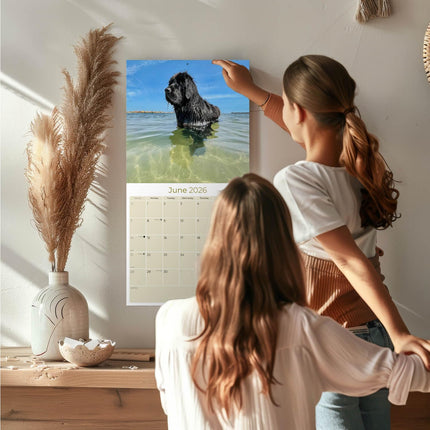 Newfoundland Calendar 2027 - 16 Month Dog Wall Calendar