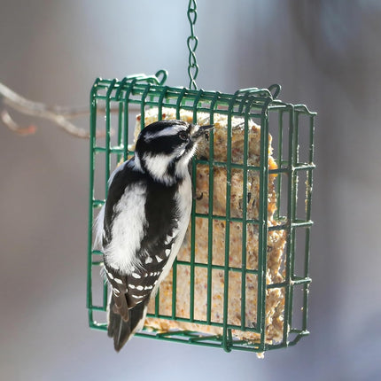 SourceToHome FuenteACasa Peanut Wild Bird Suet Cakes – 12 Pack, 12.15 oz Each — Home & Lifestyle