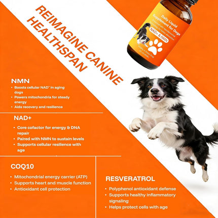 PawHaven RefugioPata Dog Longevity Supplement with NMN, NAD+, CoQ10 & Resveratrol — Pet Supplies