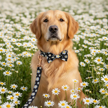 PawHaven RefugioPata PETDURO Personalized Dog Collar Daisy Print with Name & Phone Number — Pet Supplies