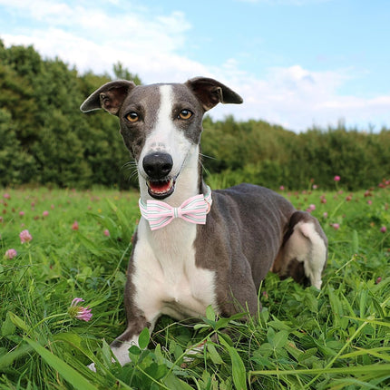 Pink Adjustable Dog Collar with Bowtie and Metal Buckle