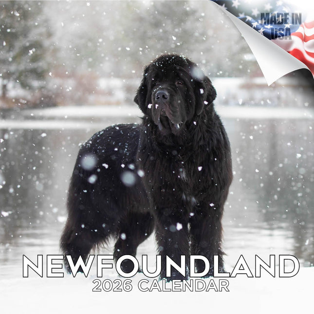Newfoundland Calendar 2027 - 16 Month Dog Wall Calendar