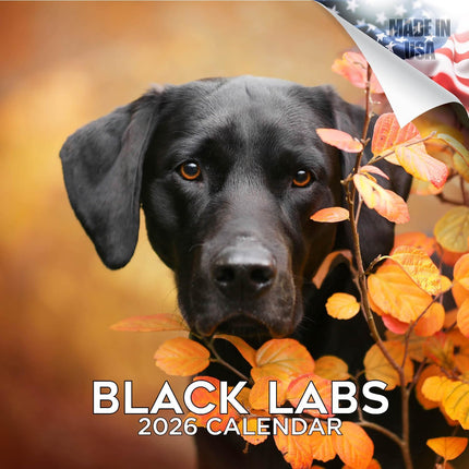 Black Labrador Calendar 2027 - 16 Month Dog Wall Calendar