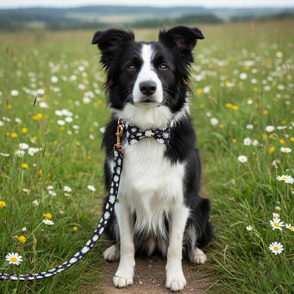 PawHaven RefugioPata PETDURO Personalized Dog Collar Daisy Print with Name & Phone Number — Pet Supplies