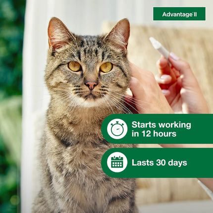 Large Cat Flea Treatment & Prevention Drops | Cats Over 9 lbs. | 6-Month Supply