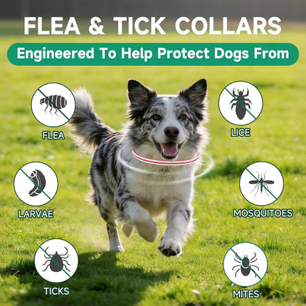 PawHaven RefugioPata 4 Pack Flea Collar for Dogs, Flea and Tick Prevention for Dogs — Pet Supplies