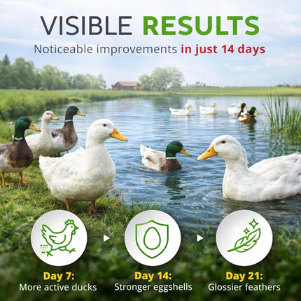 ZenPulse PulsoZen Buff Clucks Herb Supplement for Ducks - Natural Waterfowl Treat — Health & Wellness