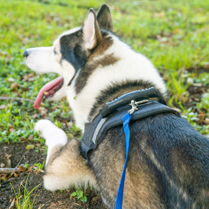 Black 20 ft Dog and Puppy Recall Training Leash