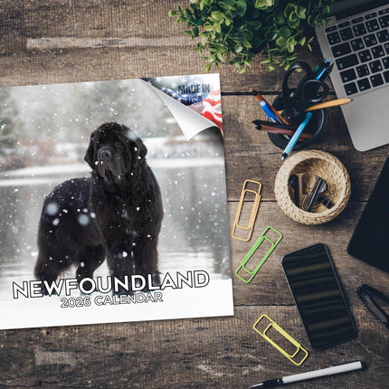Newfoundland Calendar 2027 - 16 Month Dog Wall Calendar