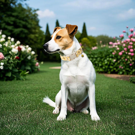 Yellow Bee Adjustable Dog Collar for Dogs, Size M