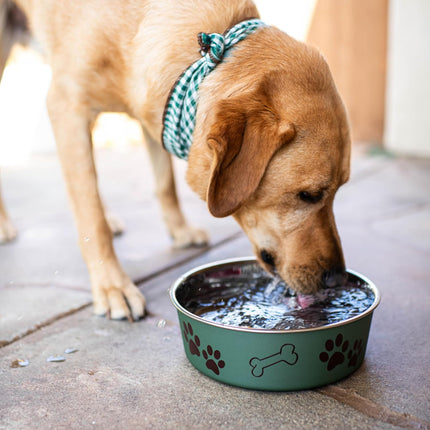 Stainless Steel Dog and Cat Bowls