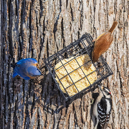 SourceToHome FuenteACasa Peanut Wild Bird Suet Cakes – 12 Pack, 12.15 oz Each — Home & Lifestyle